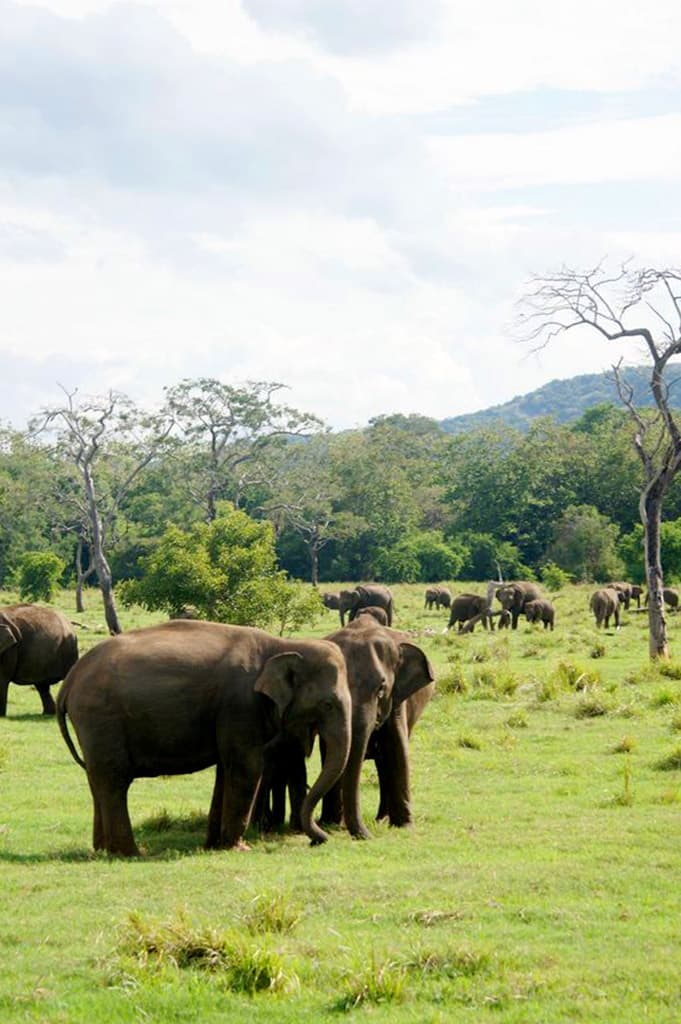 Wild Safari at Minneriya National Park