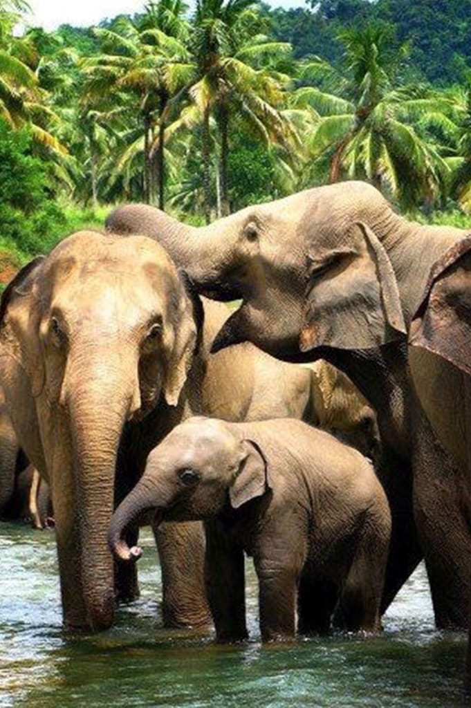 Pinnawala Elephant Orphanage, Sigiriya Rock Fortress, Mirissa Beach, Train Journey from Nanu-oya to Ella